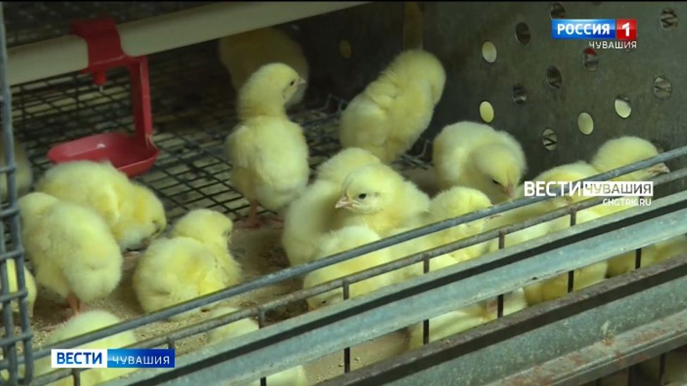 Спустя пять лет многострадальная птицефабрика "Чувашский бройлер" возобновила работу
