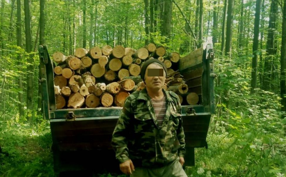 В Чувашии осудили мужчину, незаконно срубившего 15 деревьев
