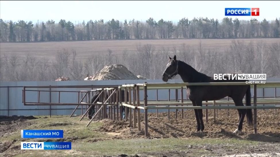 Наездники Чувашии готовятся к конным бегам на Кубок главы республики