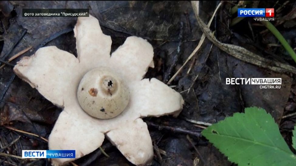 В Чувашии обнаружили редкие "земляные звезды"