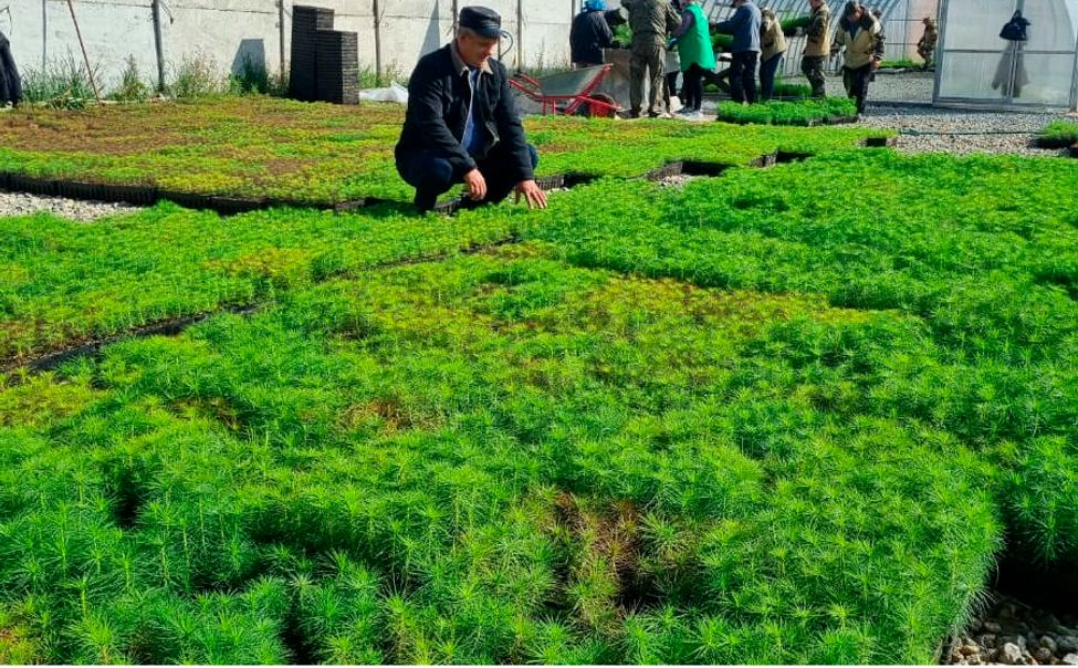 В Чувашии в самом разгаре весенний лесокультурный сезон