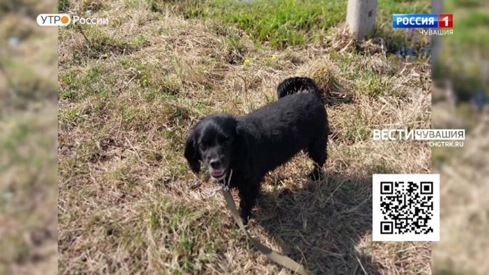 Проект "Найди друга". №52. "Спаниэлька"