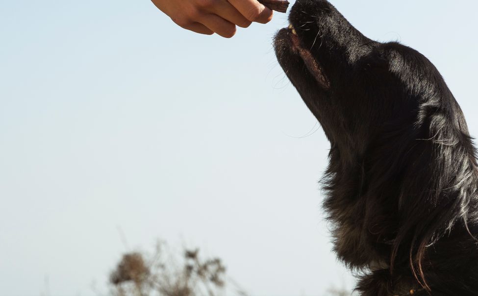 В Чебоксарах осудили грабителя, которого узнали по собаке 