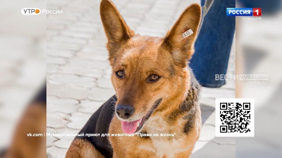 Проект "Найди друга". №53. Сима