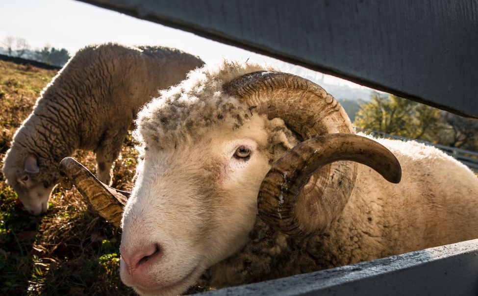 В Чувашии пьяный мопедист сбил барана и отправил в больницу своего пассажира