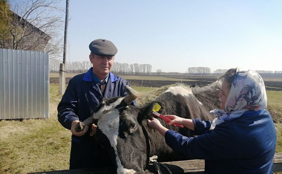 В Чувашии более 20 тысяч сельхозживотных прошли маркировку