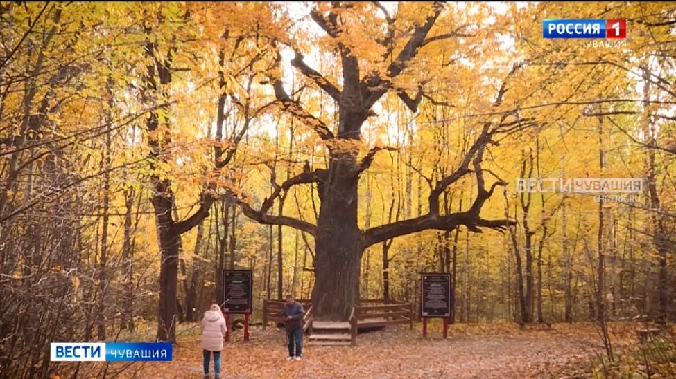 Чувашский дуб вновь поборется за звание "Дерево года"