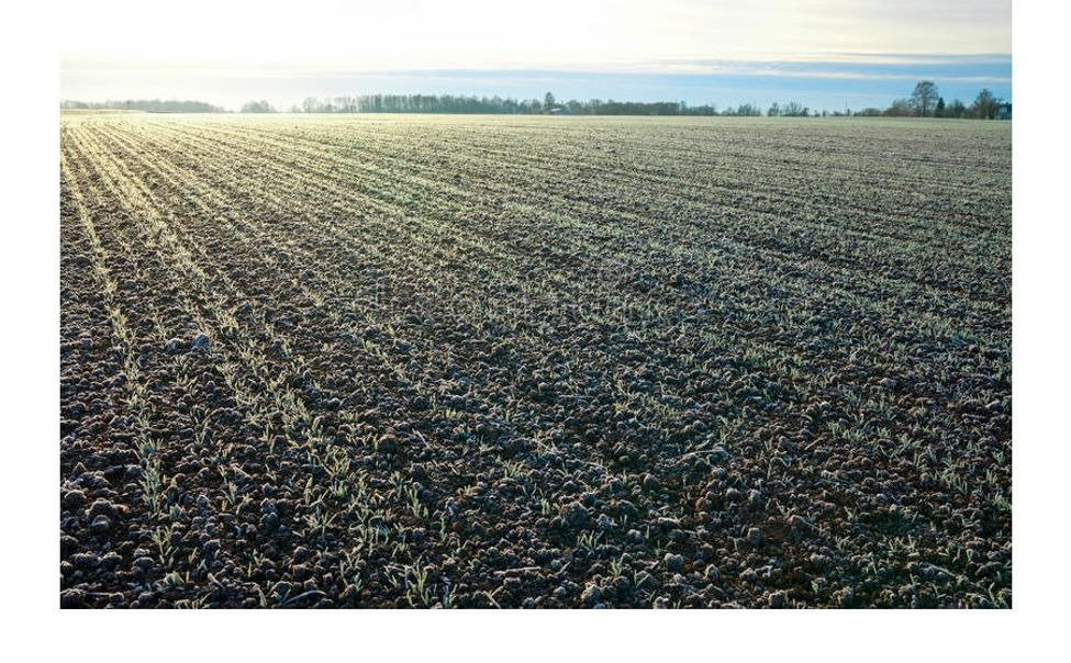 Гидрометеоцентр предупреждает аграриев Чувашии о заморозках