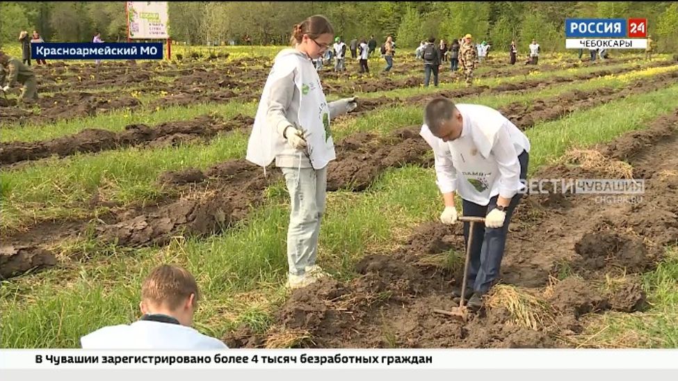 В Чувашии в рамках акции "Сад памяти"  высадили 1500 елей