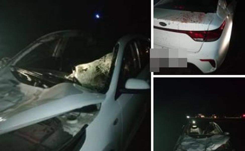 В Яльчикском округе иномарка сбила лося и вылетела в кювет