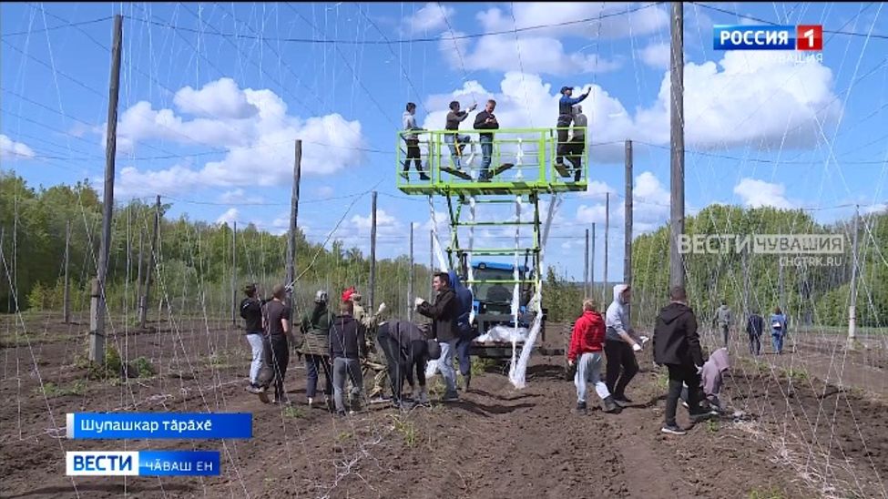 Хӑмлаҫӑсен хӗрӳ тапхӑр пуҫланчӗ