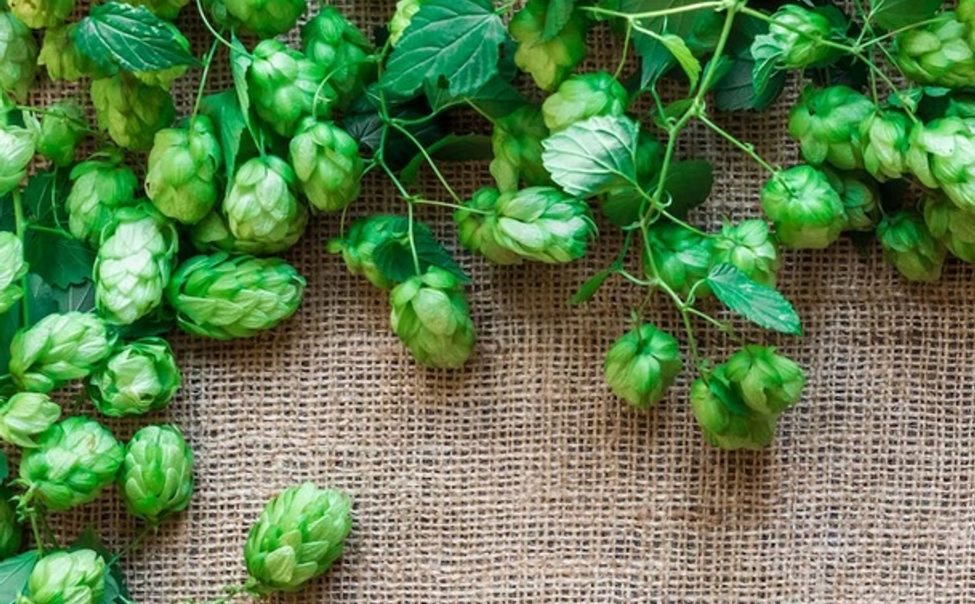 Глава Чувашии рассказал об успехах регионального хмелеводства