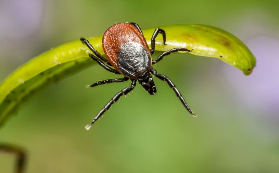 Чувашский Роспотребнадзор проводит горячую линию по вопросам профилактики клещевого энцефалита