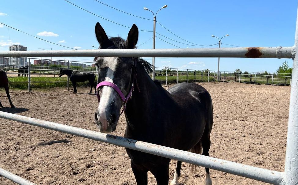 В Чувашии готовятся к проведению Кубка Главы республики по конному спорту