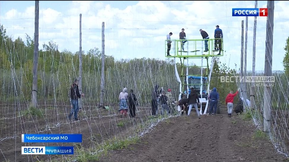 В Чувашии за 5 лет на 20% выросли площади плантаций хмеля