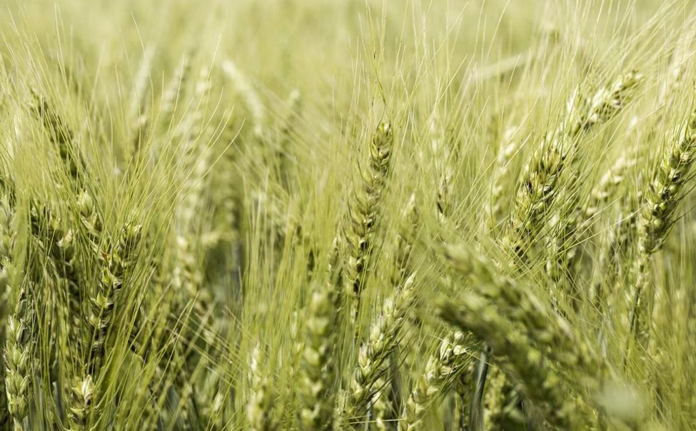 В Чувашии завершили массовый сев яровых 