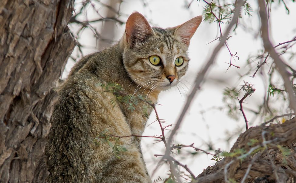 В Чебоксарах спасатели сняли с дерева полезшего за кошкой мальчика