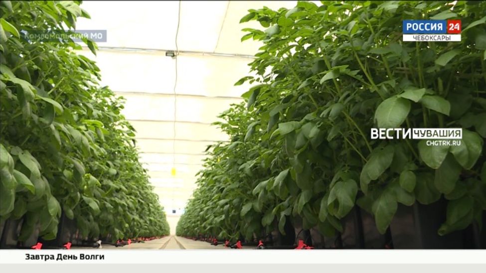 Чувашия готова обеспечить себя и соседние регионы клубнями элитного картофеля