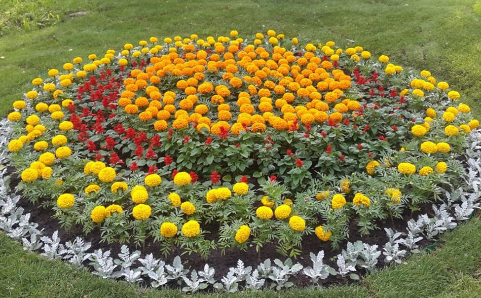 Школьников Чувашии приглашают принять участие в конкурсе «Украсим мир растениями»