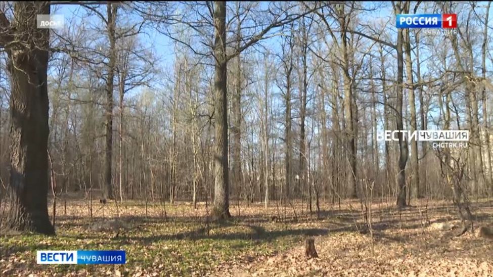 В конце июня в Чебоксарах завершат второй этап благоустройства Обиковского леса