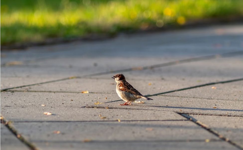 В Чебоксарах на ремонт тротуаров направят 15 млн рублей