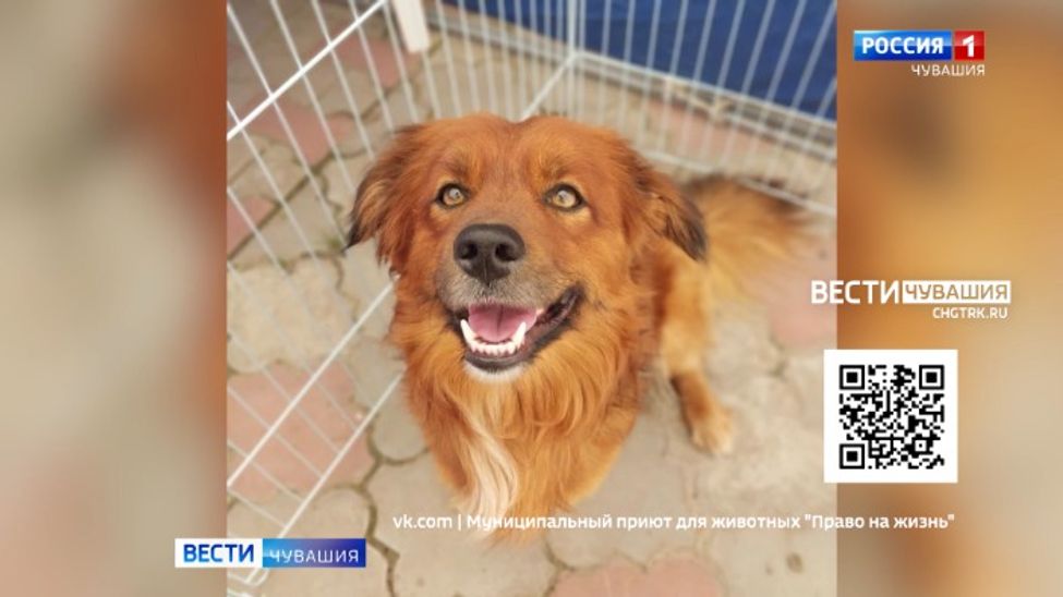 Проект "Найди друга". №54. Янтарик