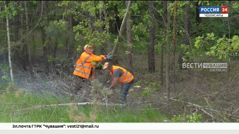 В Чувашии на расчистку дорог от деревьев направили свыше 50 млн рублей 
