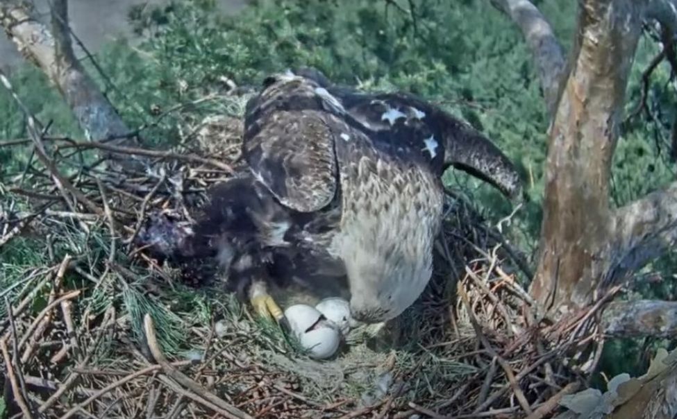 У пары солнечных орлов, поселившихся в Чувашии, вылупился первый птенец