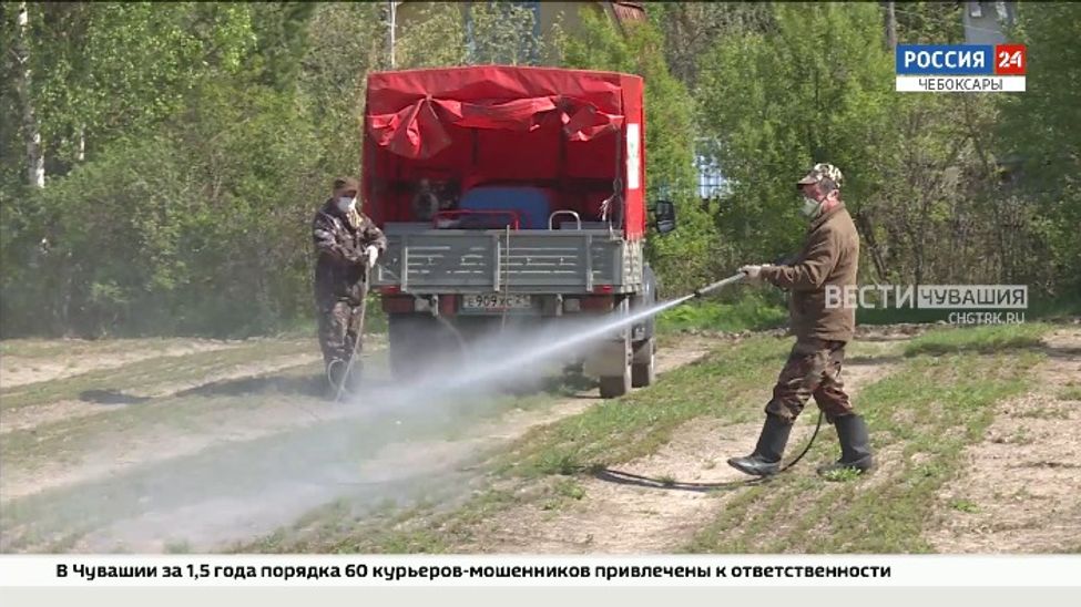 В лесных питомниках Чувашии вырастили около 6 млн семян и саженцев