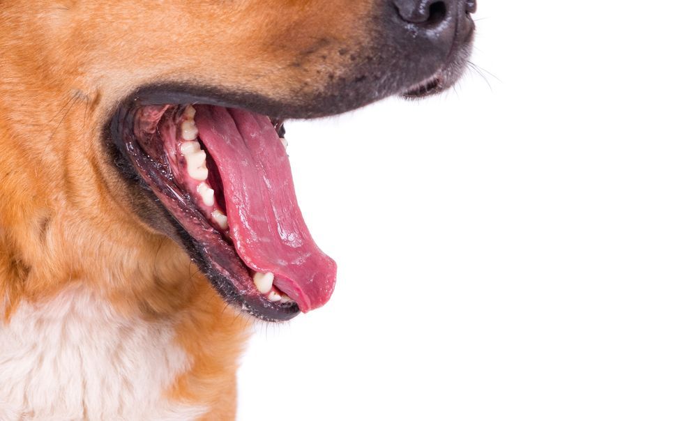 За два месяца в Чувашии собаки покусали 7 детей