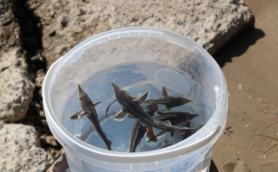 В Чебоксарах в Волгу выпустили более 10 тысяч мальков краснокнижной стерляди