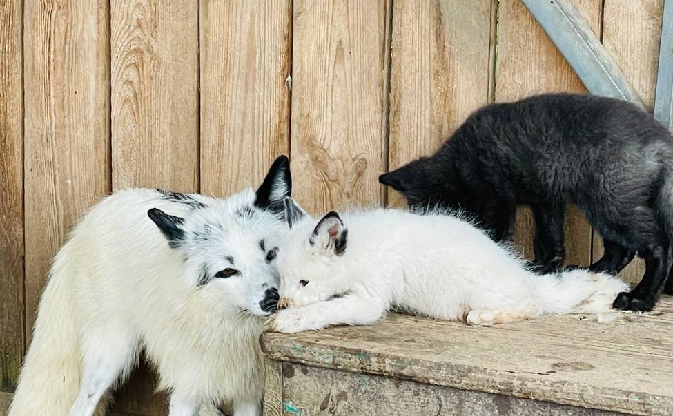 В чебоксарском зооуголке "Ковчег" пара мраморных лисов обзавелась потомством