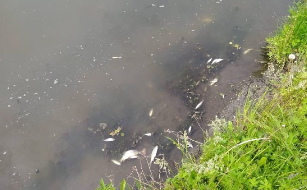 В Комсомольском округе произошла массовая гибель рыбы