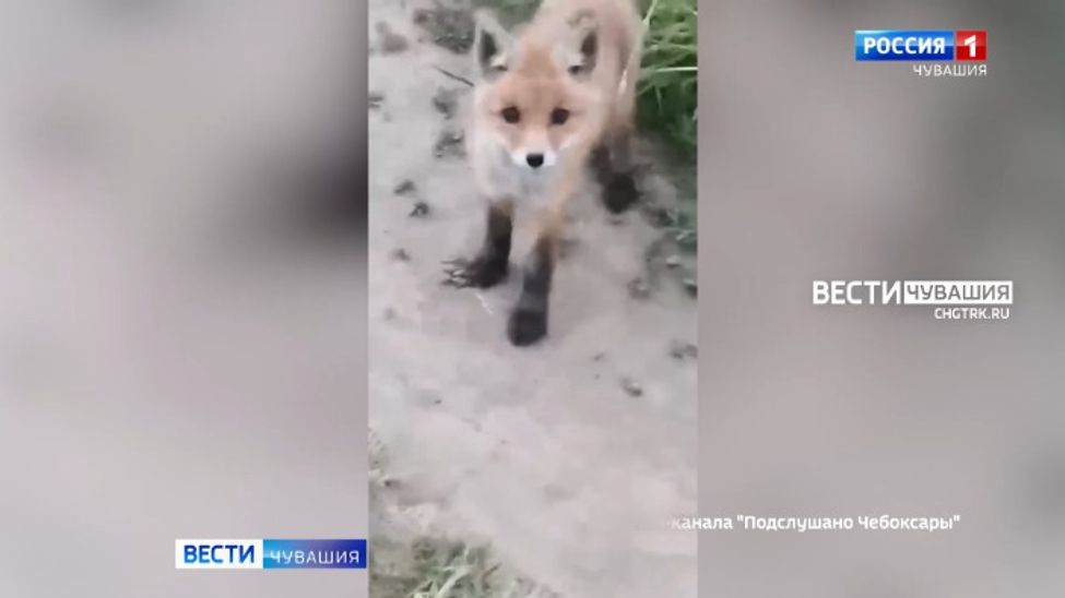 Мобильный репортер. Выпуск от 03.06.2023