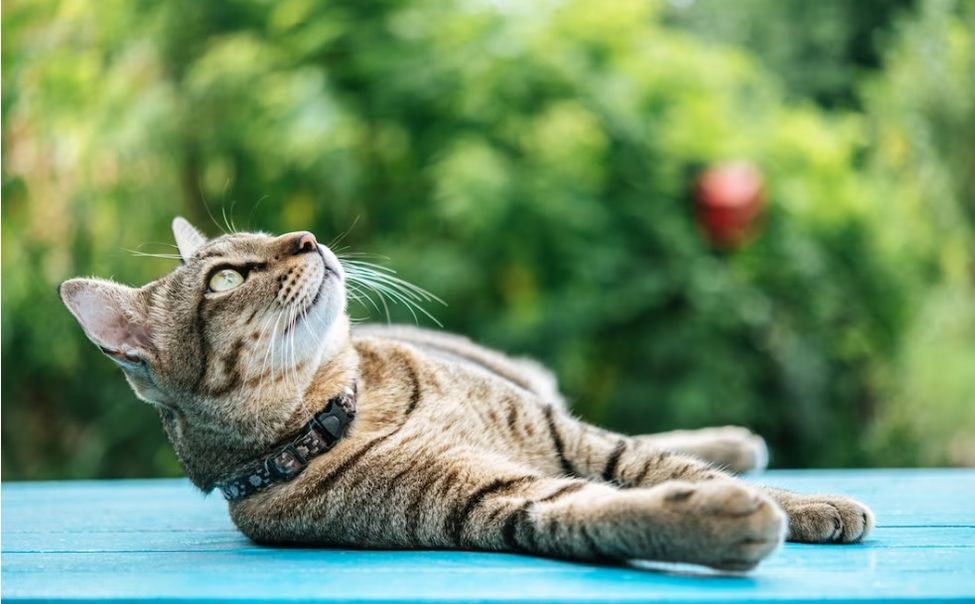 Духов день прогнозирует в Чувашии мягкое тепло на 40 дней