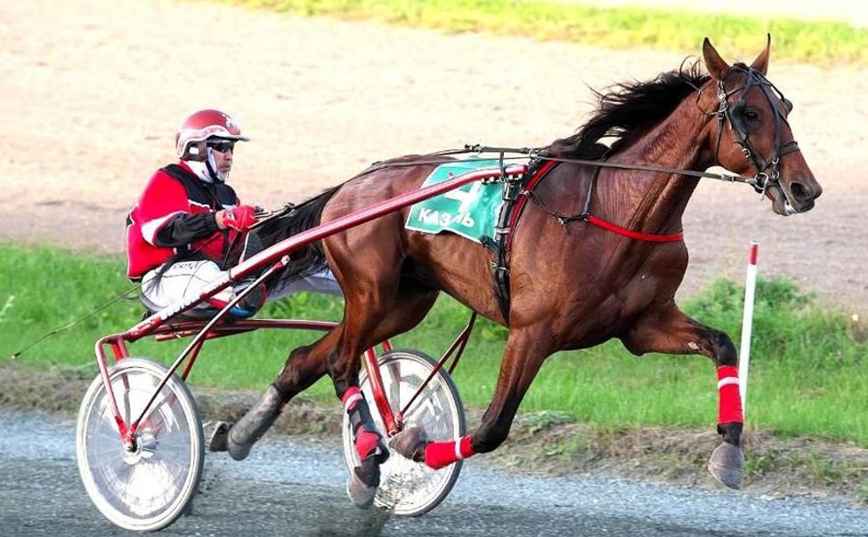 В Кубке Главы Чувашии по конному спорту выступят лучшие лошади республики