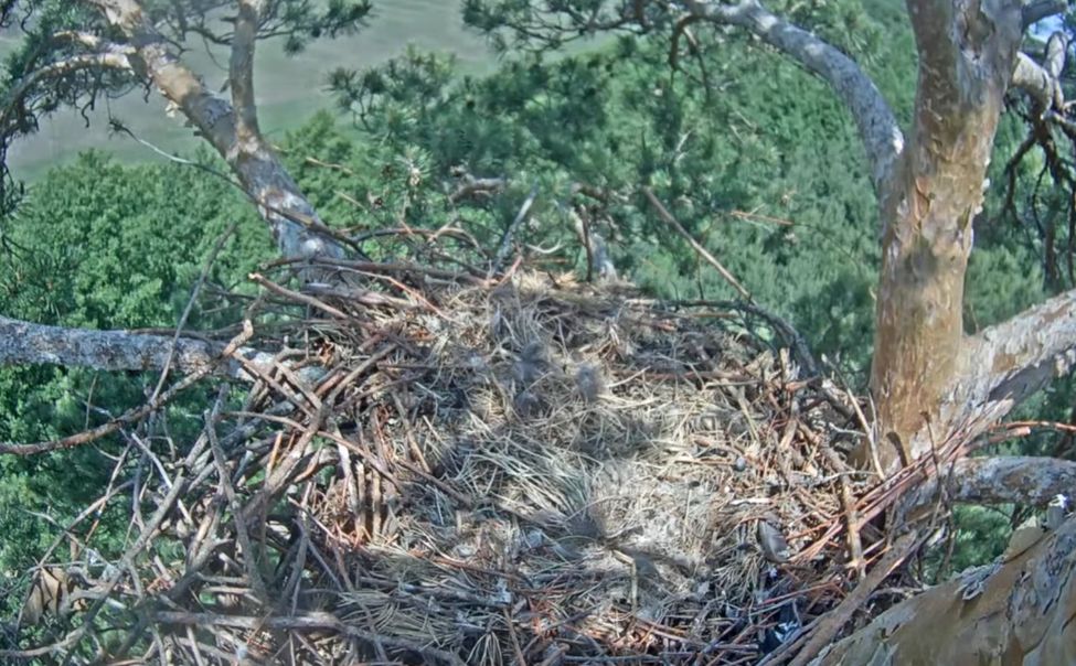 Птенцы солнечных орлов, вылупившиеся в Чувашии в конце мая, погибли