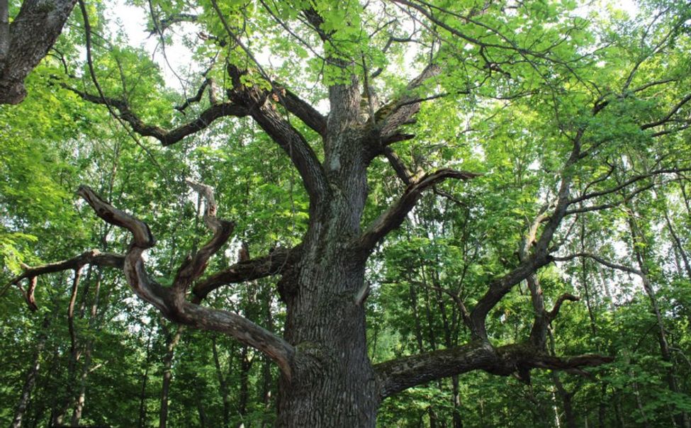 Старейшина чувашских дубов на 2 месте