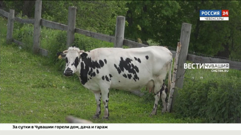 В Чувашии на поддержку самозанятых на селе предусмотрено 225 млн рублей