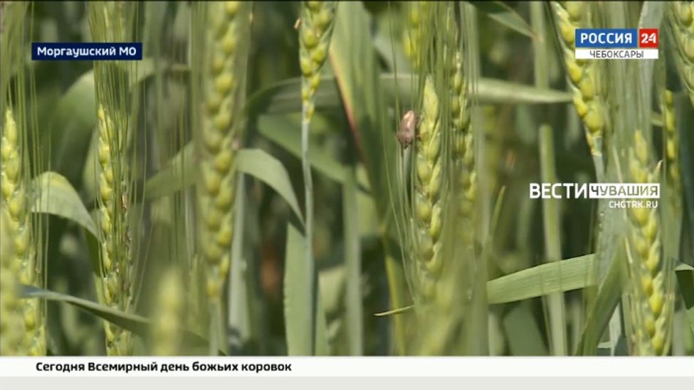 В Чувашии насекомые-вредители уничтожают поля
