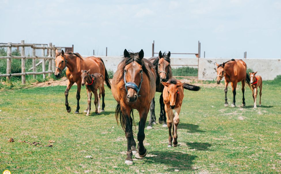 15 июня состоится жеребьевка для наездников Кубка Главы Чувашии по конному спорту