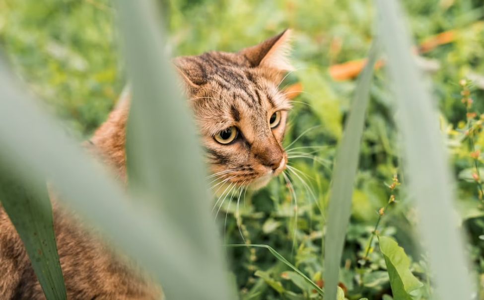 Илларион Пропольник пообещал Чувашии хорошую погоду на День Республики