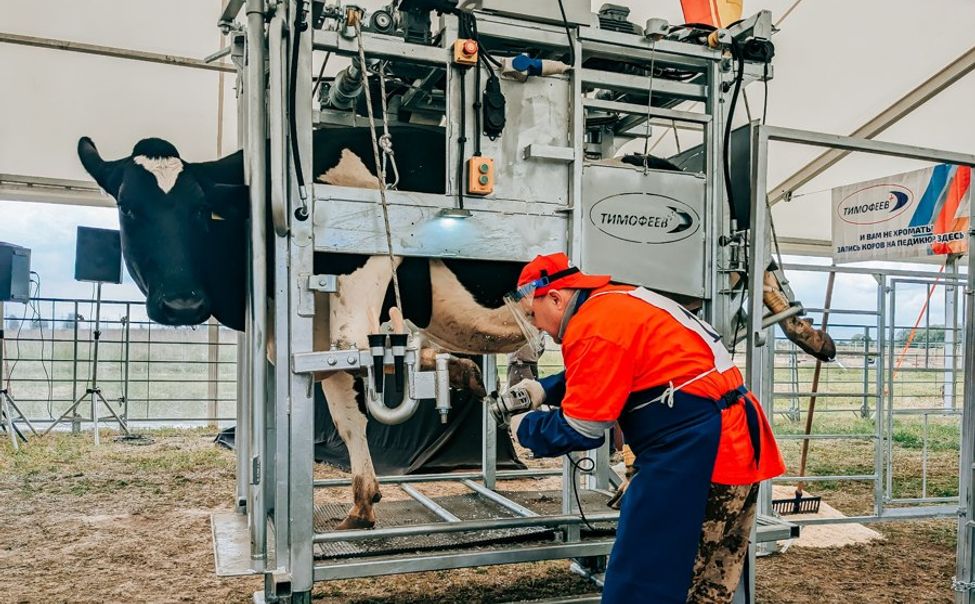 В Чувашии впервые прошел чемпионат России по обрезке копыт