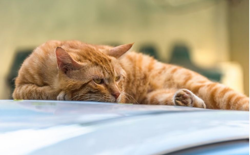 В Чувашии  жары снова не будет, со второй половины недели ожидаются дожди