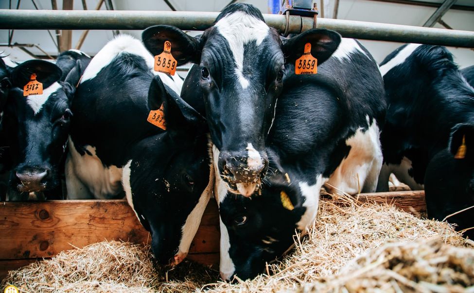 Чувашский аграрный проект вошёл в топ-100 всероссийского форума «Сильных идей для нового времени»