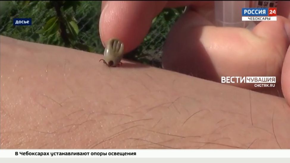 За неделю 35 чебоксарцев пострадали от укусов клещей