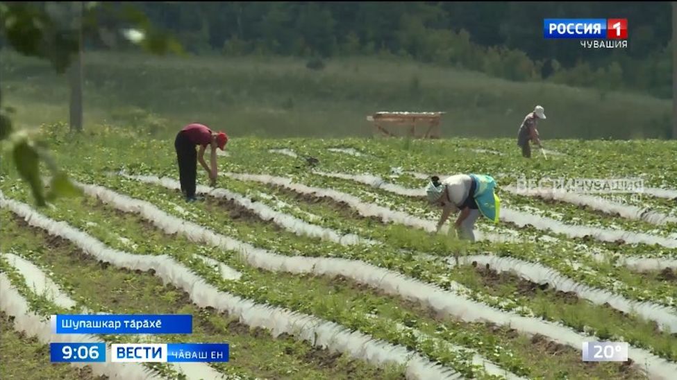 Чӑваш Енре юлашки ҫулсенче ҫӗр ҫырли лаптӑкӗ нумайланнӑ