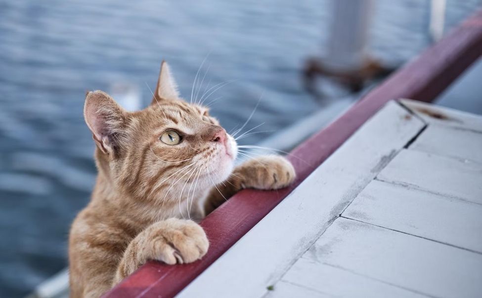 Ярилки и русалки предсказывают Чувашии жаркий июль