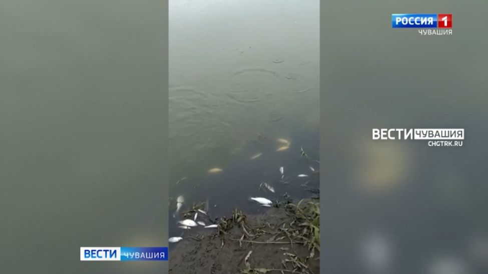 Мобильный репортер. Выпуск от 01.07.2023