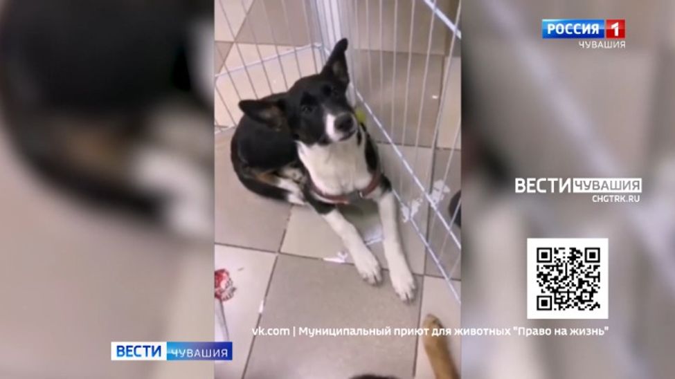 Проект "Найди друга". №56. Мальва